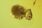 Fossil Pseudoscorpion & Fly (Diptera) Preserved In Baltic Amber #90868-1